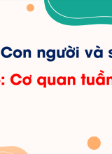 Chủ đề 5 - Bài 16. Cơ quan tuần hoàn